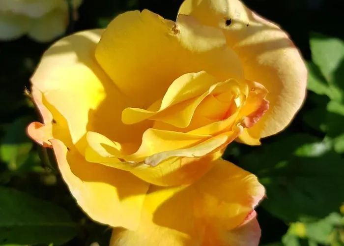 Feriehus Haus Rosengarten Mit Sauna